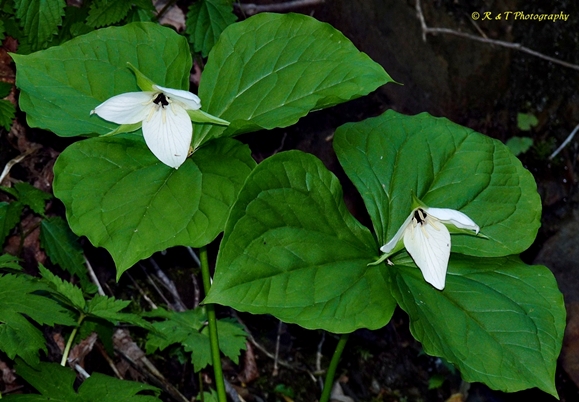 {Trillium simile}